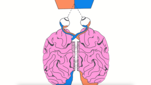 Inside the Mind of the Split Brain